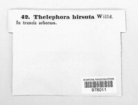Stereum hirsutum image